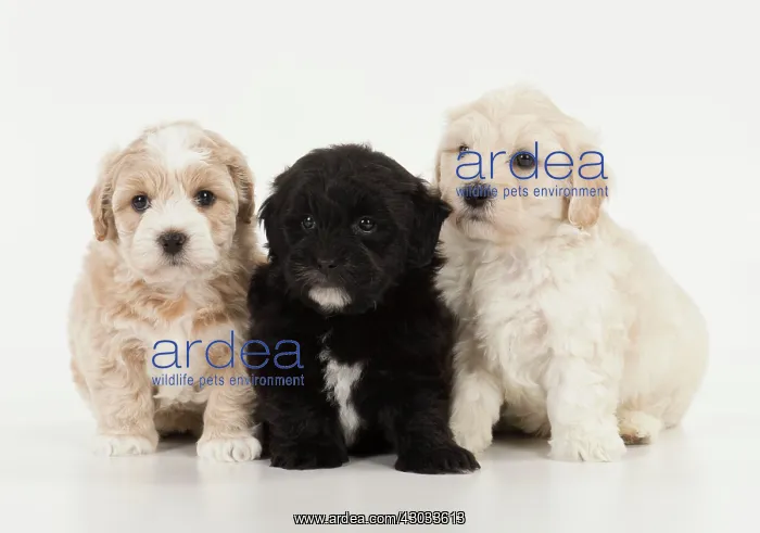 : Dog Teddy Bear 8 week old puppies : Dog Teddy Bear 8 week old puppies
