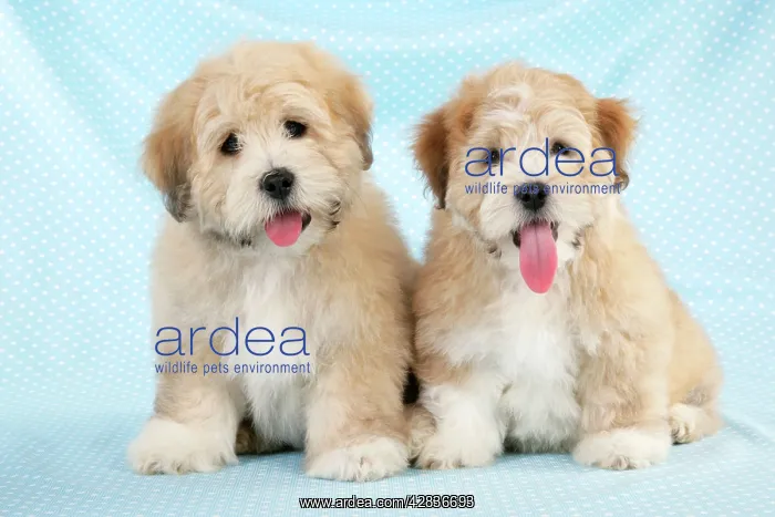 : Dog. Teddy Bear dog : Dog. Teddy Bear dog
