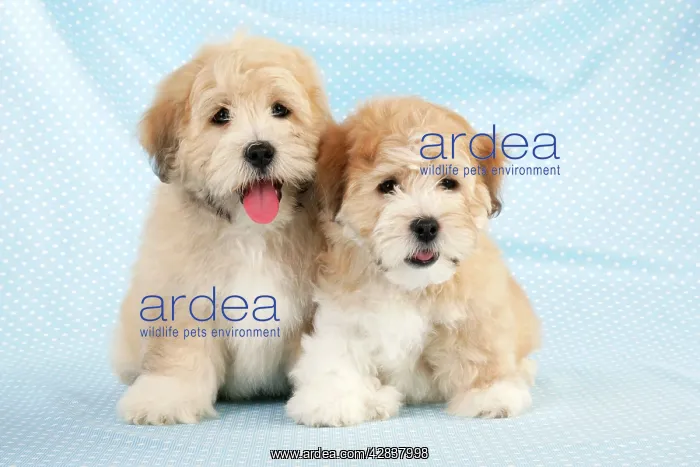 : Dog. Teddy Bear dog : Dog. Teddy Bear dog