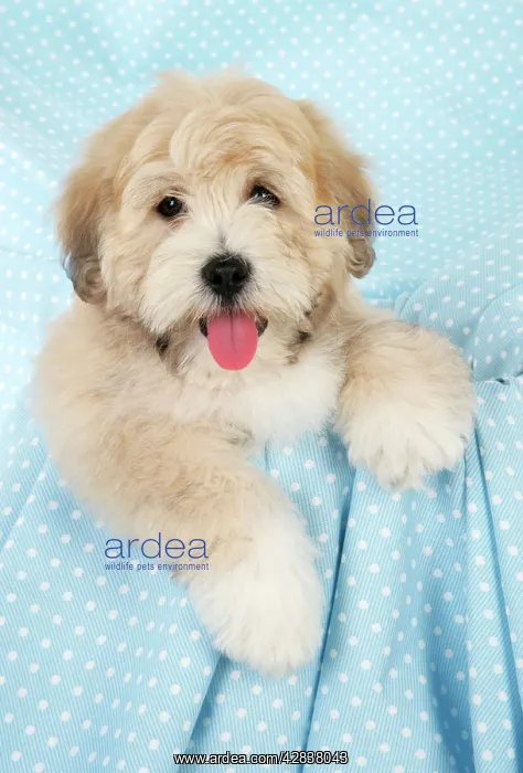 : Dog. Teddy Bear dog : Dog. Teddy Bear dog