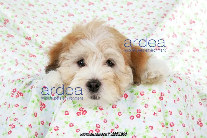 : Dog. Teddy Bear dog : Dog. Teddy Bear dog