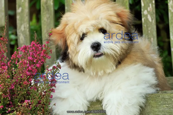 : DOG. Teddy Bear dog : DOG. Teddy Bear dog