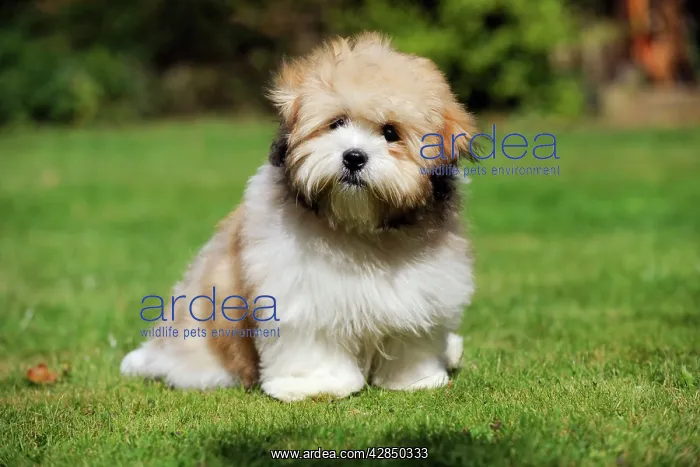 : DOG. Teddy Bear dog : DOG. Teddy Bear dog