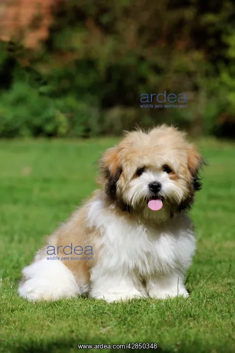 : DOG. Teddy Bear dog : DOG. Teddy Bear dog