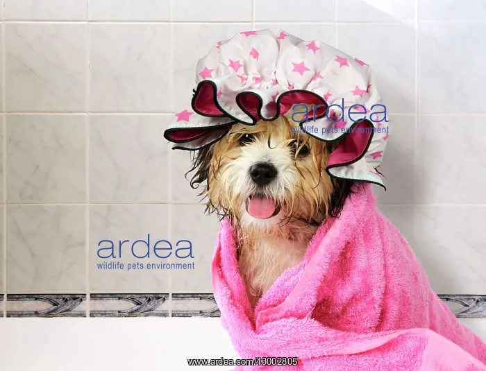 : DOG -Teddy Bear dog : DOG -Teddy Bear dog