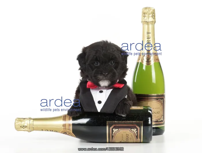 : Dog Teddy Bear dog 8 week old puppy wearing tuxedo bib with Champagne bottles : Dog Teddy Bear dog 8 week old puppy wearing tuxedo bib with Champagne bottles