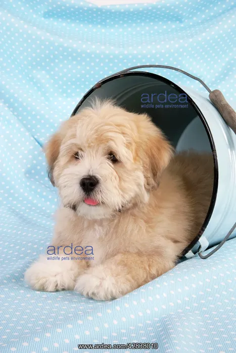  : Dog. Teddy Bear dog in bucket