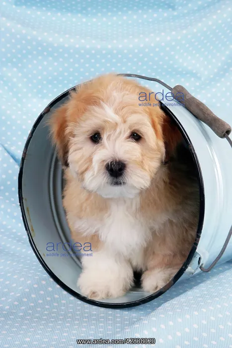 : Dog. Teddy Bear dog in bucket : Dog. Teddy Bear dog in bucket