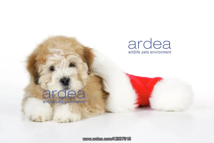 : Dog. Teddy Bear dog with Christmas hat : Dog. Teddy Bear dog with Christmas hat