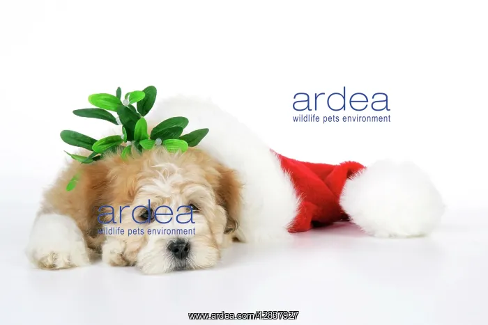 : Dog. Teddy Bear dog with Christmas hat : Dog. Teddy Bear dog with Christmas hat