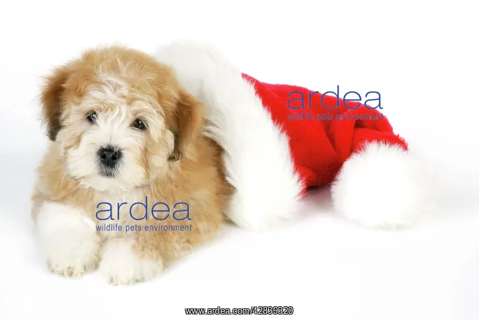 : Dog. Teddy Bear dog with Christmas hat