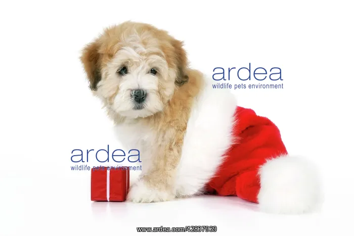 : Dog. Teddy Bear dog with Christmas hat and present : Dog. Teddy Bear dog with Christmas hat and present