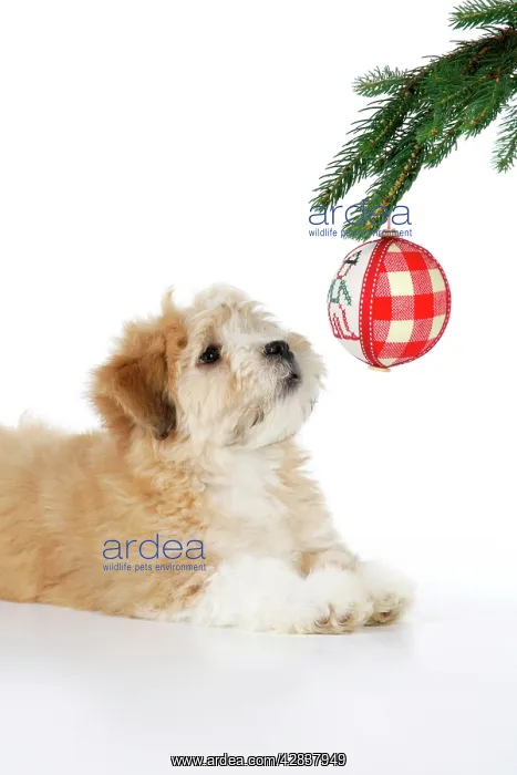 : Dog. Teddy Bear dog with christmas tree : Dog. Teddy Bear dog with christmas tree