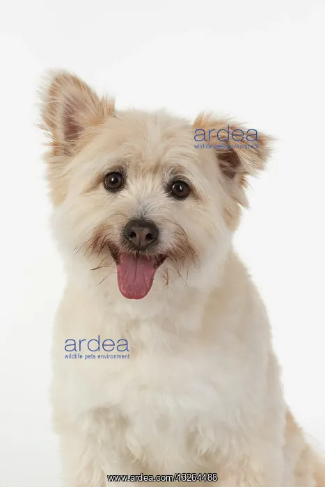 : DOG. Teddy bear dog, head and shoulders : DOG. Teddy bear dog, head and shoulders