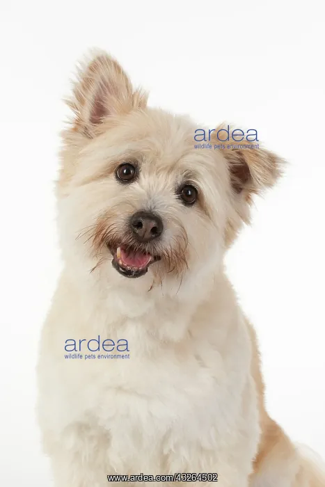  : DOG. Teddy bear dog, head and shoulders