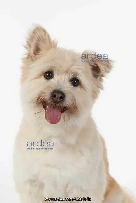 : DOG. Teddy bear dog, head and shoulders : DOG. Teddy bear dog, head and shoulders