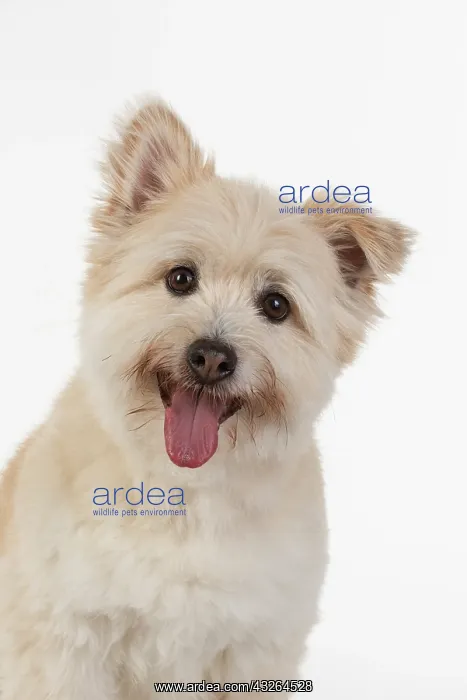 : DOG. Teddy bear dog, head and shoulders : DOG. Teddy bear dog, head and shoulders