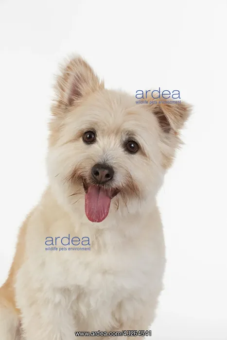 : DOG. Teddy bear dog, head and shoulders : DOG. Teddy bear dog, head and shoulders
