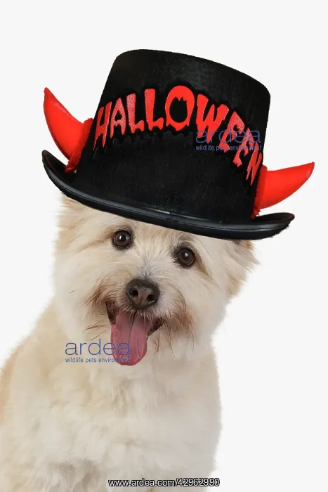 : DOG. Teddy bear dog, head and shoulders wearing a Halloween : DOG. Teddy bear dog, head and shoulders wearing a Halloween