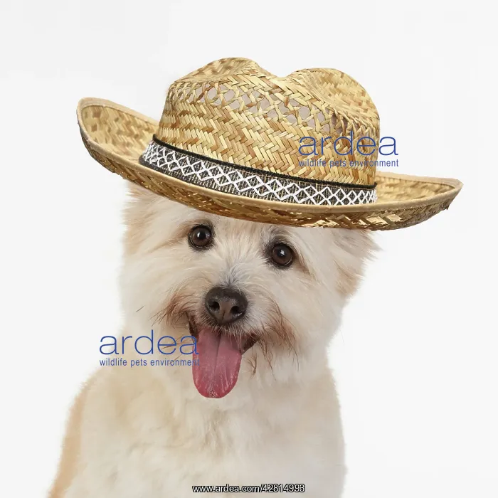 : DOG. Teddy bear dog, head and shoulders wearing hat : DOG. Teddy bear dog, head and shoulders wearing hat