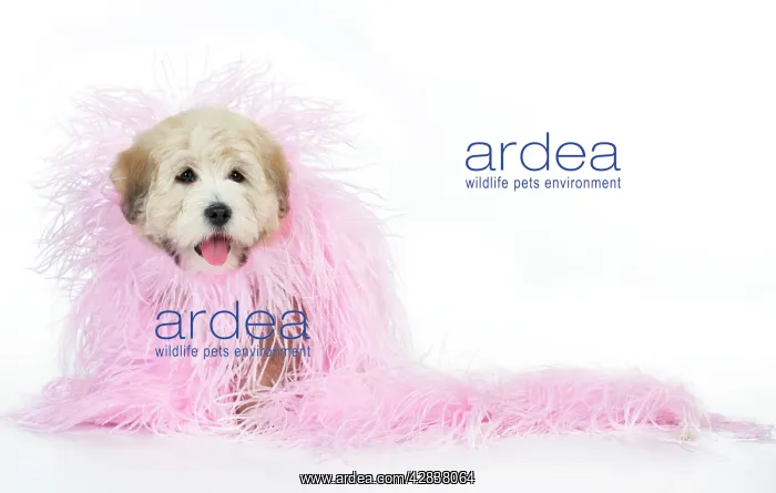 : Dog. Teddy Bear dog in pink scarf : Dog. Teddy Bear dog in pink scarf
