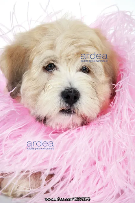 : Dog. Teddy Bear dog in pink scarf : Dog. Teddy Bear dog in pink scarf
