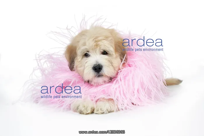: Dog. Teddy Bear dog in pink scarf : Dog. Teddy Bear dog in pink scarf