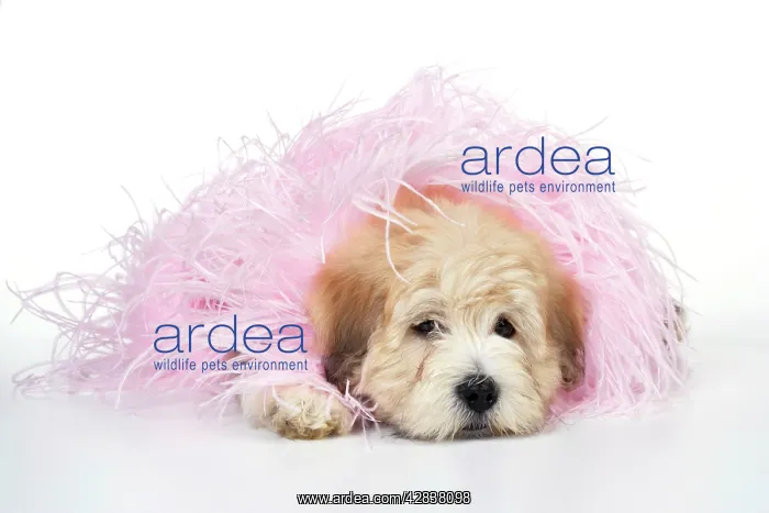 : Dog. Teddy Bear dog in pink scarf : Dog. Teddy Bear dog in pink scarf