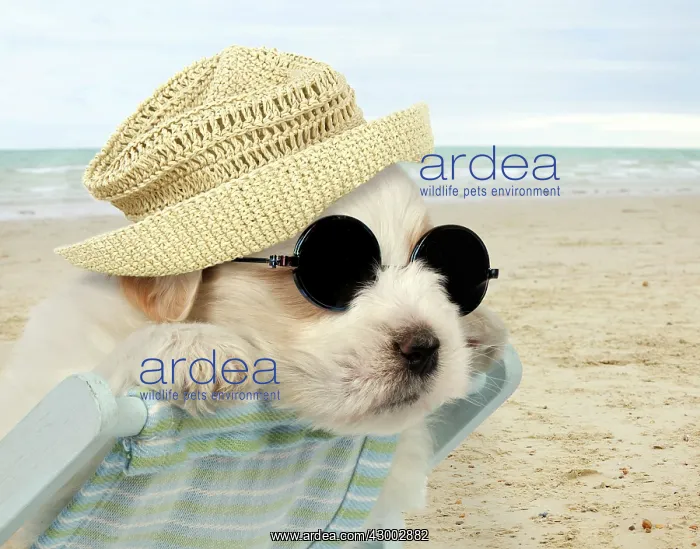 : DOG - Teddy bear dog puppy : DOG - Teddy bear dog puppy