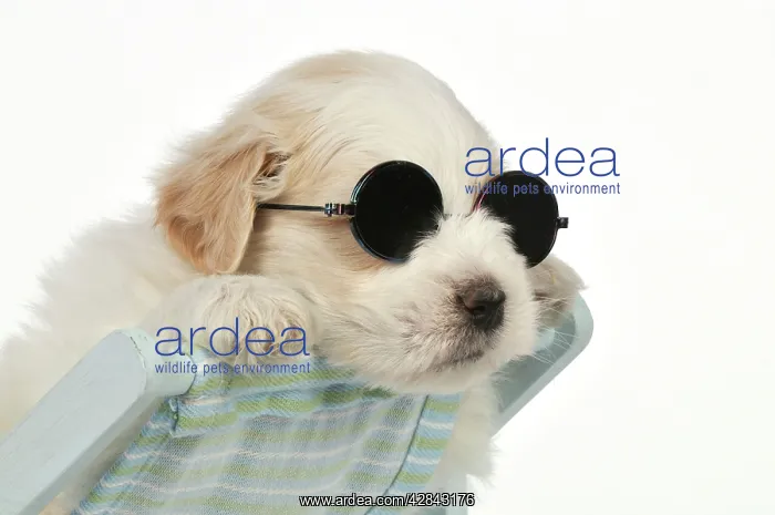 : DOG - Teddy bear dog puppy sitting in deckchair : DOG - Teddy bear dog puppy sitting in deckchair