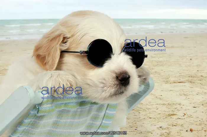 : DOG - Teddy bear dog puppy sitting in deckchair : DOG - Teddy bear dog puppy sitting in deckchair