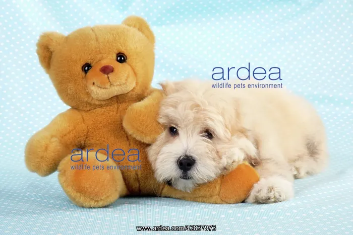 : Dog. Teddy Bear dog with teddy bear : Dog. Teddy Bear dog with teddy bear
