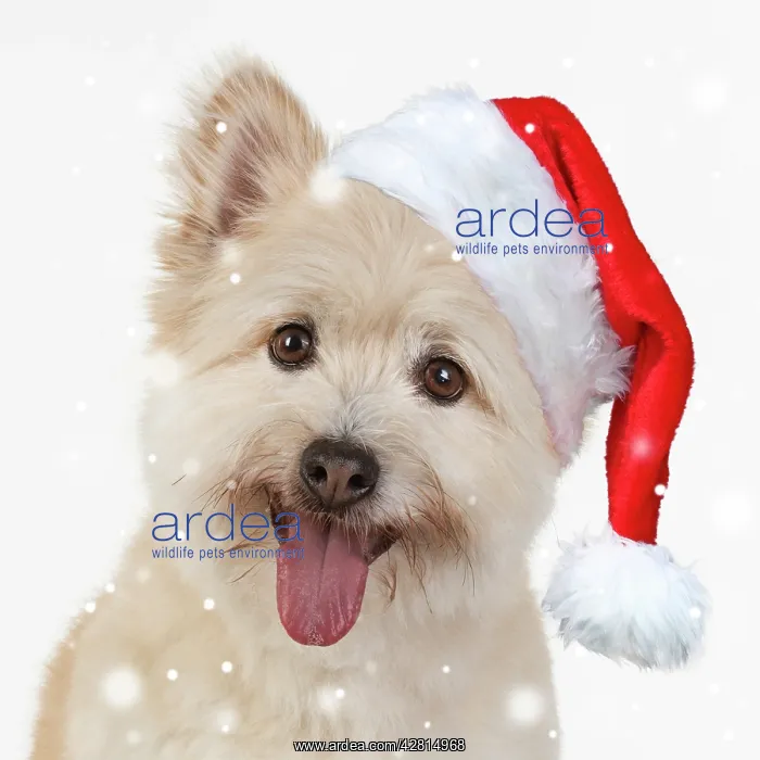 : DOG. Teddy bear dog wearing a Christmas hat : DOG. Teddy bear dog wearing a Christmas hat