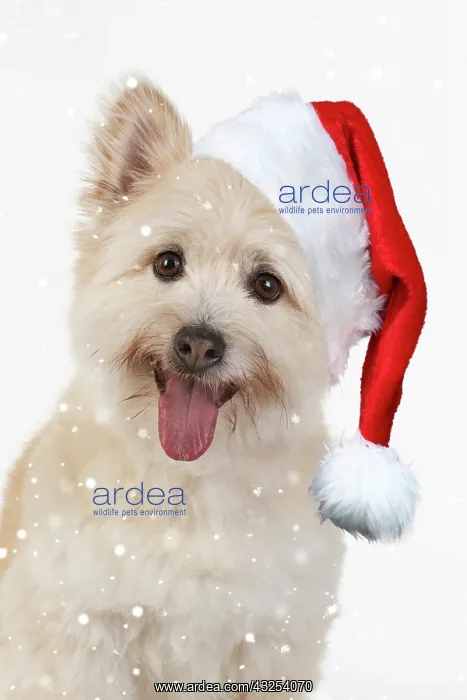 : DOG. Teddy bear dog wearing a Christmas hat : DOG. Teddy bear dog wearing a Christmas hat