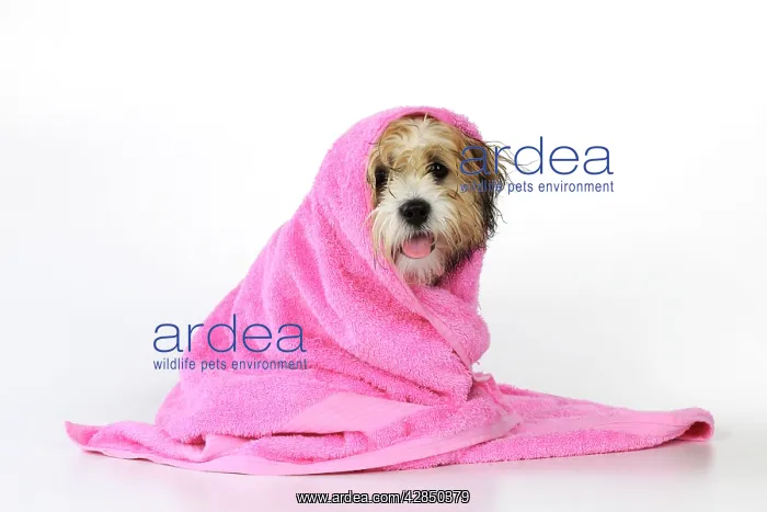 : DOG. Teddy Bear dog (wet ) wrapped in a towel : DOG. Teddy Bear dog (wet ) wrapped in a towel