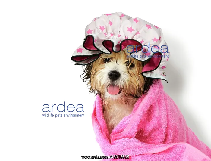 : Dog Teddy Bear dog wrapped in a towel wearing a : Dog Teddy Bear dog wrapped in a towel wearing a