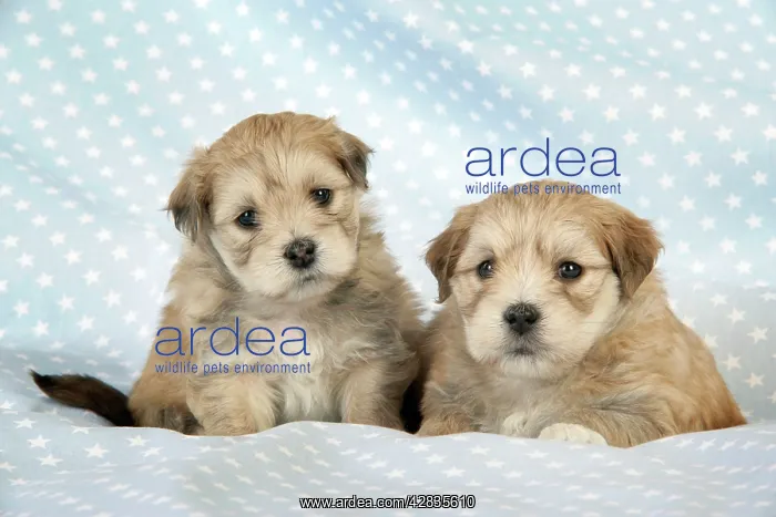 : Dog. Teddy bear puppies : Dog. Teddy bear puppies