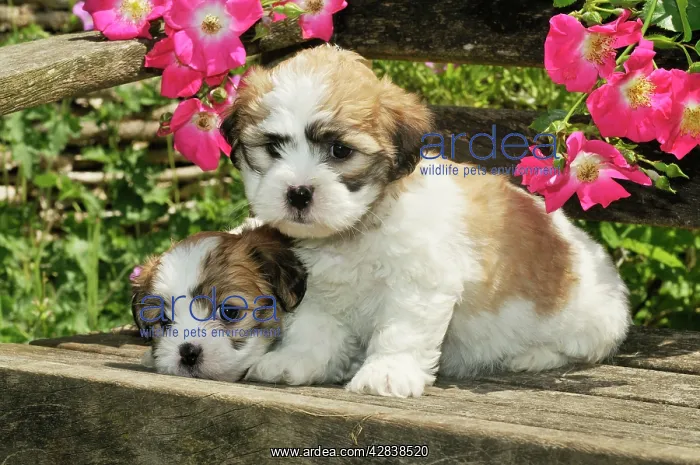  : Dog. Teddy bear puppies on bench