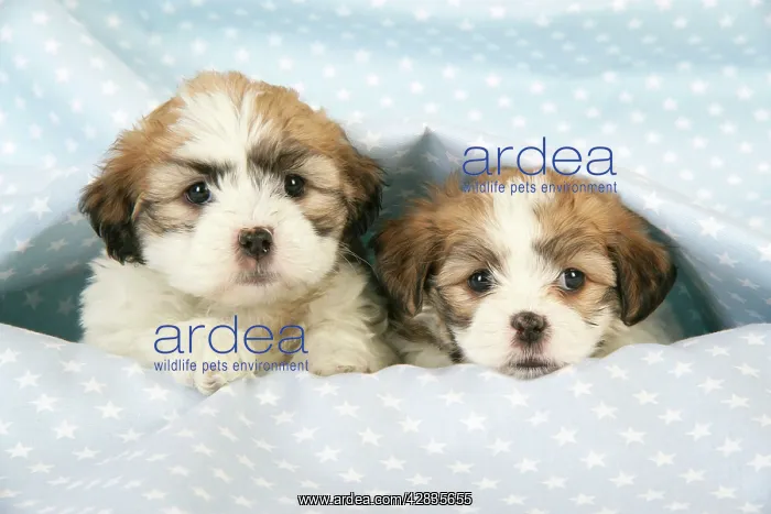  : Dog. Teddy bear puppies under blanket