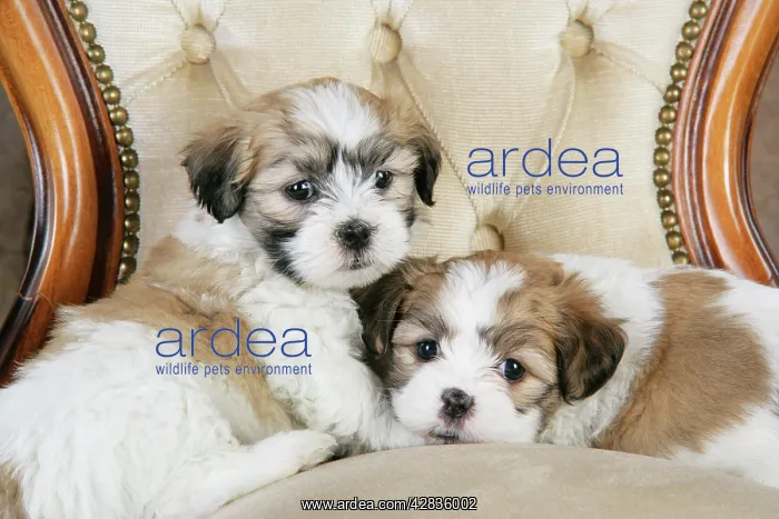  : Dog. Teddy bear puppies sitting on cushion chair