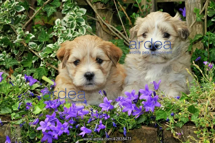 : Dog. Teddy bear puppies sitting in purple flowers : Dog. Teddy bear puppies sitting in purple flowers