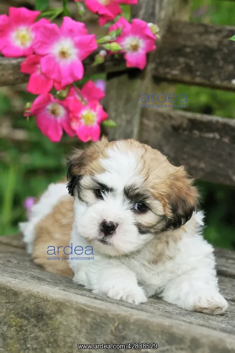 : Dog. Teddy bear puppy on bench