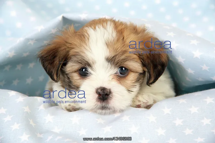 : Dog. Teddy bear puppy under blanket