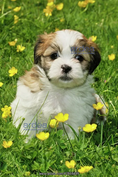 : Dog. Teddy bear puppy in field : Dog. Teddy bear puppy in field