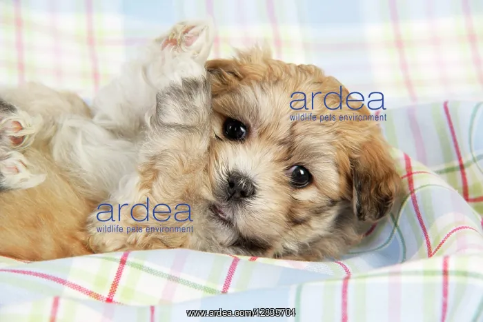 : Dog. Teddy bear puppy laying on blanket with paws in air : Dog. Teddy bear puppy laying on blanket with paws in air