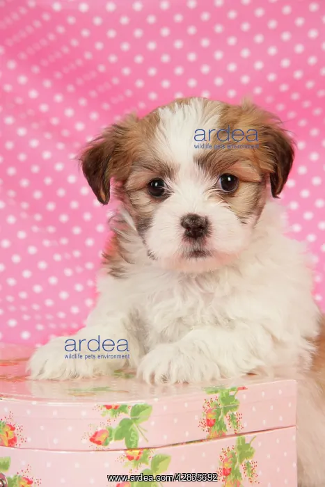 : Dog. Teddy bear puppy leaning on pink suitcase