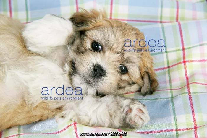  : Dog. Teddy bear puppy lying on blanket