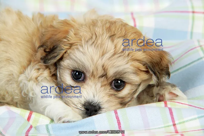  : Dog. Teddy bear puppy lying on blanket