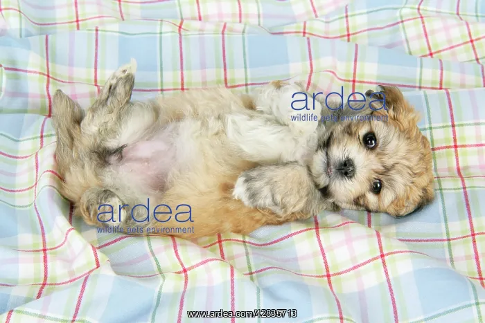 : Dog. Teddy bear puppy lying on blanket with paws in air : Dog. Teddy bear puppy lying on blanket with paws in air
