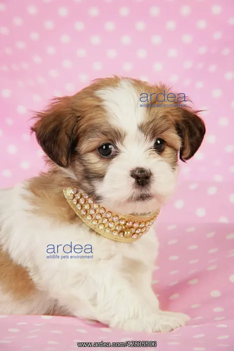 : Dog. Teddy bear puppy on pink background : Dog. Teddy bear puppy on pink background